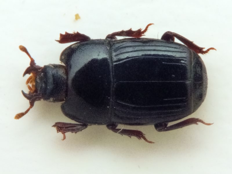 Platysoma compressum (Herbst, 1783)